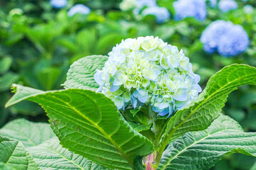 Bright blue hydrangea flower cluster with green leaves in natural garden setting