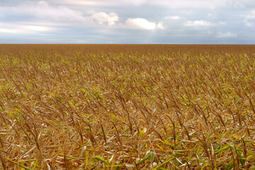 corn plantation on a cloudy day and heavy clouds in the background.