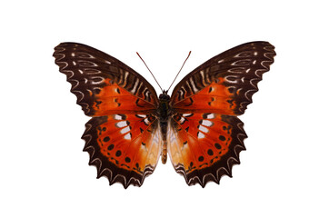 Fototapeta premium butterfly Cethosia biblis isolated on white background