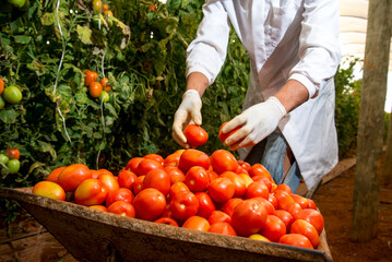 man picking organic ripe tomatoes and putting in the wheelbarrow.