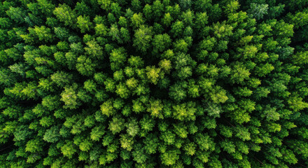 Aerial View of Dense Forest with Vibrant Green Canopy and Pine Trees