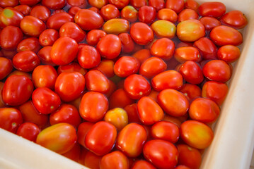 organic ripe tomatoes top view