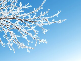 Obraz premium Frosty Branch Against a Vivid Blue Winter Sky