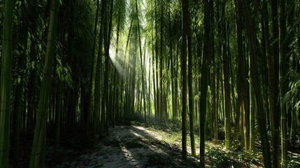 Obraz premium Sunbeams pierce a dense bamboo forest.