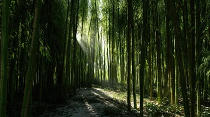 Poster de jardin  Sunbeams pierce a dense bamboo forest.  © Herlita