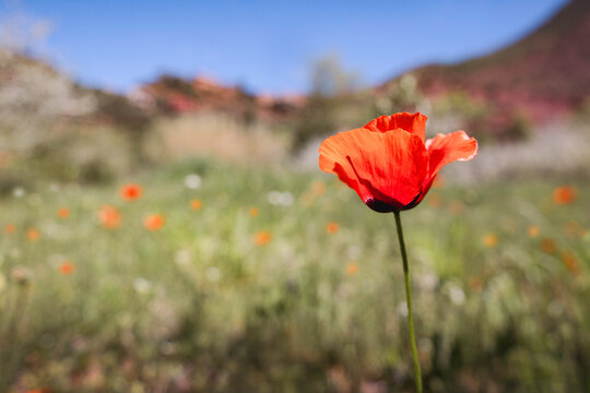 Single poppy (Papaver Rhoes) in full bloom in a wildflower field in the sunshine with blue sky, Ourika Valley, Atlas Mountains, Morocco