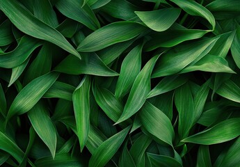 Obraz premium close up of green leaves