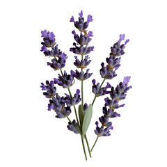 Naklejka premium Lavender blossoms purple flowers floral fragrance nature botanical beauty