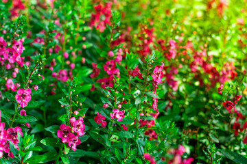 Obraz premium Close-up of pink Willowleaf Angelonia (Angelonia salicariifolia) flowers in full bloom. This vibrant perennial plant.