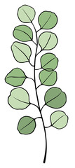 Eucalyptus Illustration