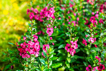 Obraz premium Close-up of pink Willowleaf Angelonia (Angelonia salicariifolia) flowers in full bloom. This vibrant perennial plant.