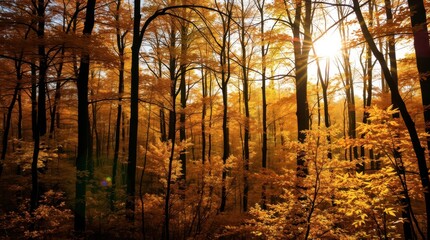 Fototapeta premium Golden Autumn Forest: Sunlit Canopy of Warm Hues