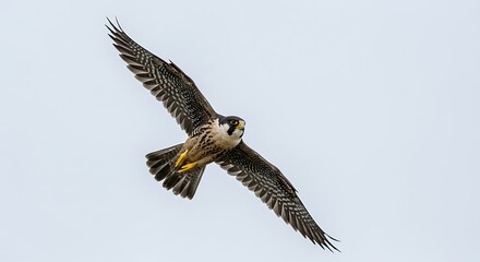 Obraz premium Bird Flying Across the Sky with Wings Spread