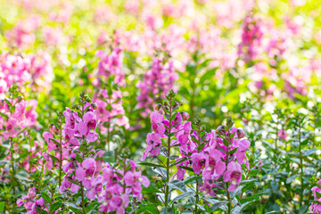 Fototapeta premium Close-up of pink Willowleaf Angelonia (Angelonia salicariifolia) flowers in full bloom. This vibrant perennial plant.