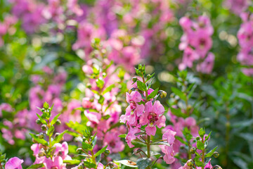 Close-up of pink Willowleaf Angelonia (Angelonia salicariifolia) flowers in full bloom. This vibrant perennial plant.