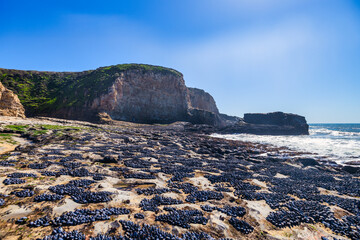 Davenport Beach, also known as Shark Tooth Beach by the locals, located in Davenport California....
