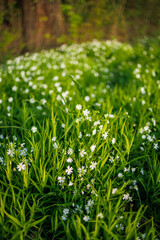 Beautiful spring flowers. The magical atmosphere of spring.