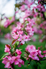 Beautiful spring flowers. The magical atmosphere of spring.