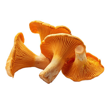 girolles sur un fond blanc