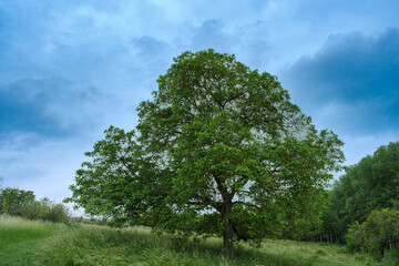 Fototapeta premium A solitary tree in a meadow under a cloudy sky