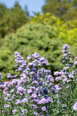 Obraz premium Blooming purple Margaret flower fields bathed in soft morning light.