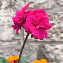 red and white flower