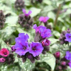 violet flowers in the garden