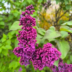 purple lilac flowers
