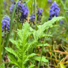 lavender flowers in the garden