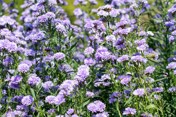 Fototapeta premium Blooming purple Margaret flower fields bathed in soft morning light.