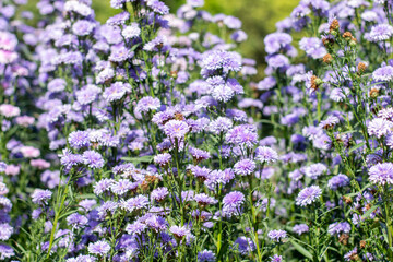 Obraz premium Blooming purple Margaret flower fields bathed in soft morning light.