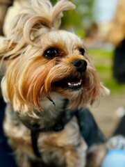 Yorkshire Terrier Dog Close Up