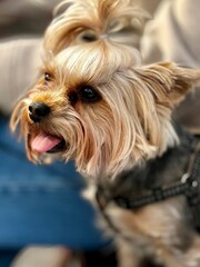 Yorkshire Terrier Dog Close Up