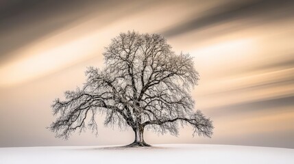 winter landscape tree sketch, winter tree snow landscape photography, winter landscape photography tree, winter tree snow field, winter landscape tree view, winter landscape scenic tree majestic