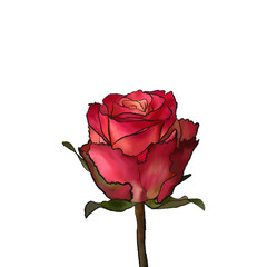 beautiful rose flower illustration. drawn plant digital art on transparent background
