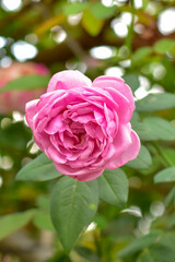 Close-up of a vibrant pink rose in full bloom, captured in natural daylight. The delicate petals are highlighted against a softly blurred green and white bokeh background.