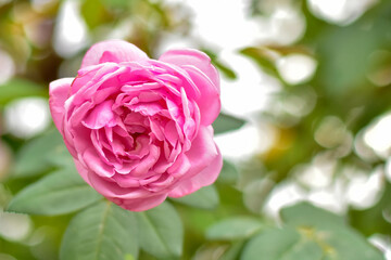 Close-up of a vibrant pink rose in full bloom, captured in natural daylight. The delicate petals are highlighted against a softly blurred green and white bokeh background.