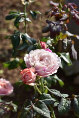 Close-up of a delicate soft pink rose in full bloom, captured in natural sunlight with visible morning dew drops on the petals.