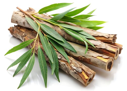 willow bark and leaves against a white background