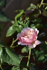 Close-up of a delicate soft pink rose in full bloom, captured in natural sunlight with visible morning dew drops on the petals.