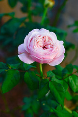 Close-up of a vibrant pink rose in full bloom, captured in natural daylight. 