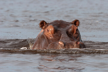 Fototapeta premium L'hippopotame