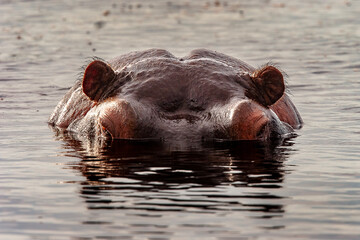 L'hippopotame