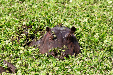 L'hippopotame