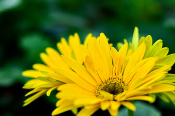 Bright Yellow Gerbera Daisies in Full Bloom with Green Leaf Background