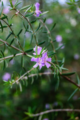 Fondo vertical natural con pequeñas flores moradas y hojas verdes alargadas.
