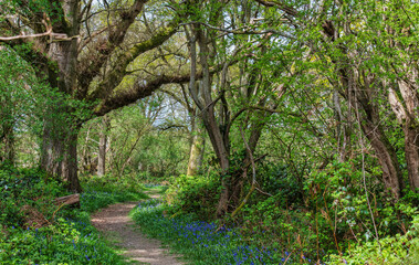 Bluebells in Dene Country Park near Sevenoaks in Kent, England