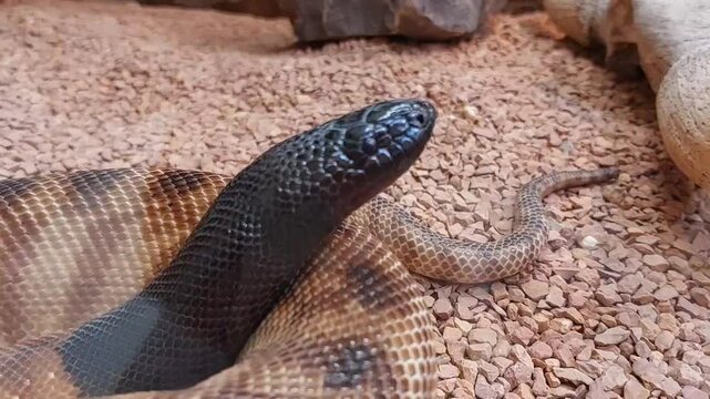 Black-headed python snake video close up 