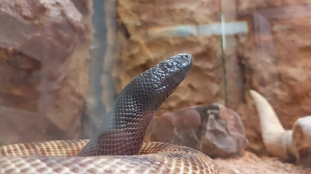 Black-headed python snake video close up 