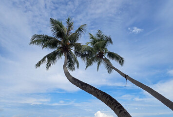 tropical island paradise on the Maldives
